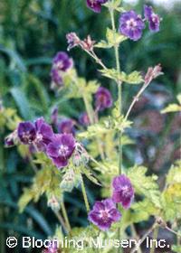 Geranium phaeum 'Springtime'